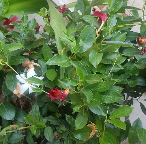 Appartement Cataleya