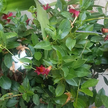 Lejlighed Cataleya